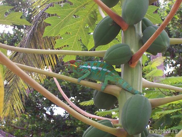 Insula Madagascar | 4